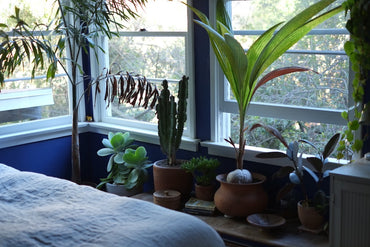 6 Ways To Decorate With Houseplants